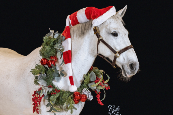 Vánoční dárky pro koně